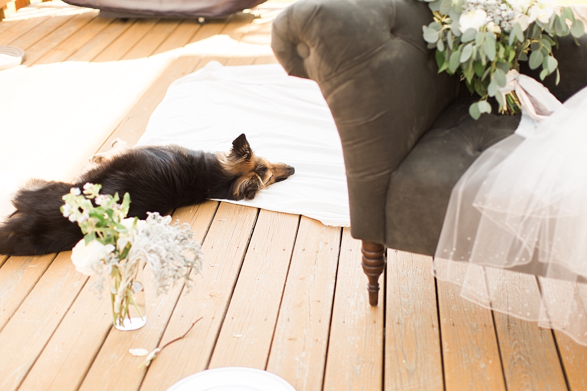 This Washington, DC wedding photographer gets personal on the blog today, sharing updates about her german shepherd collie mix puppy.