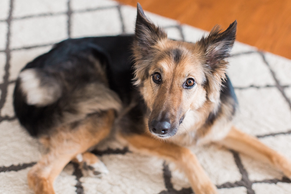 This Washington, DC wedding photographer gets personal on the blog today, sharing updates about her german shepherd collie mix puppy.