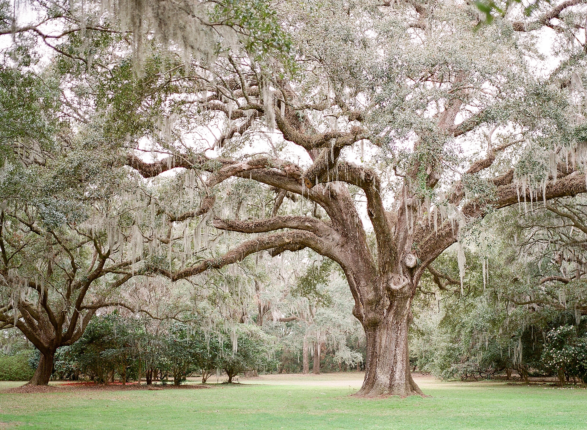 Alicia Lacey, a wedding and anniversary photographer, travels to Charleston, SC to capture this gorgeous city on film.