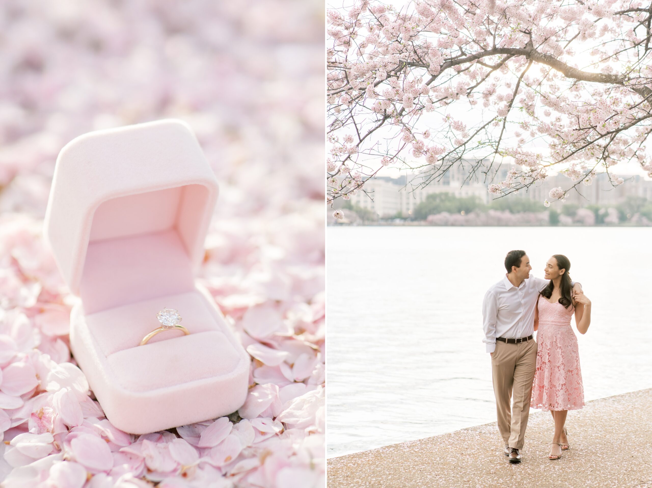 A sunrise engagement session during cherry blossom peak bloom in Washington, DC with photos at the Tidal Basin and Jefferson Memorial.